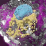 Des scientifiques cultivent un modèle entier d’embryon humain, sans spermatozoïdes ni ovules